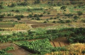 Fruchtbare Felder in der Ribeira Seca